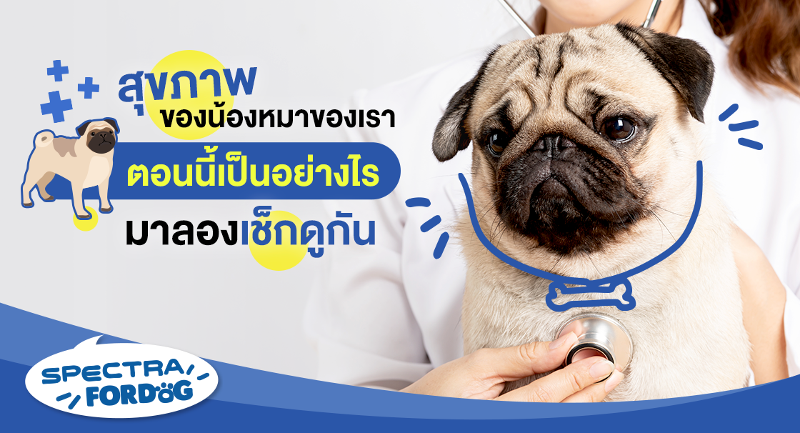 สุขภาพของน้องหมาของเราตอนนี้เป็นอย่างไร มาลองเช็กดูกัน
